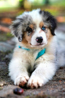 No-Tangle Double Dog Leash for two dogs